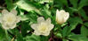 Picture of Anemone nemorosa 'Vestal'