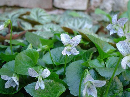 Picture of Viola sororia 'Freckles'