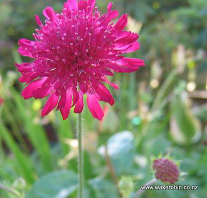 Picture of Knautia 'Egyptian Rose'