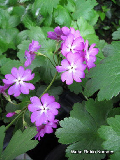 Picture of Primula sieboldii Bright Pink