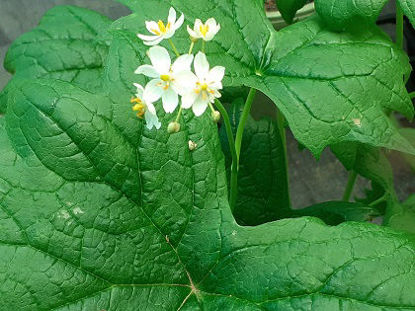Picture of Diphylleia cymosa