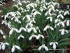 Picture of Galanthus 'Sam Arnott'