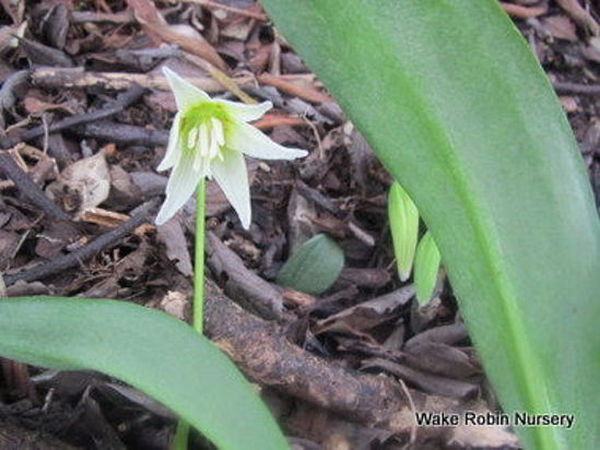 Picture of Erythronium 'White Beauty'