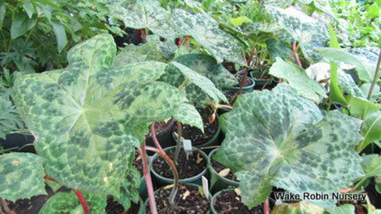 Picture of Podophyllum 'Spotty Dotty'