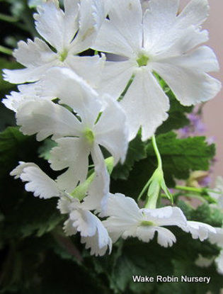 Picture of Primula sieboldii 'Snowflake'