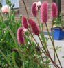 Picture of Sanguisorba tenuifolia 'Rubra'