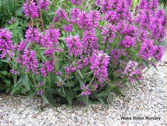 Picture of Stachys officinalis ssp 'Nana'