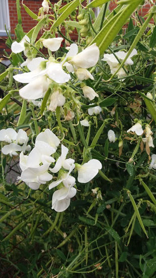 Picture of Lathrys latifolius "White Pearl"