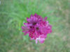 Picture of Armeria maritima