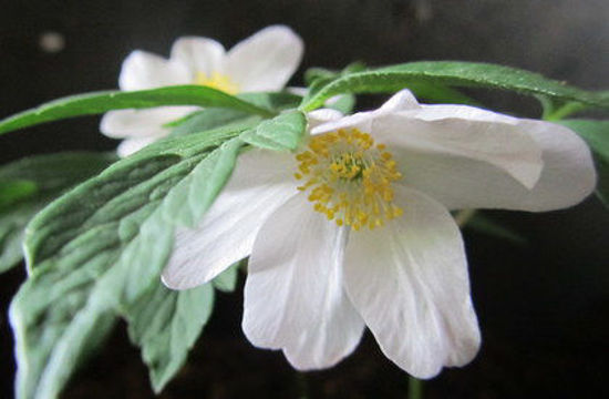 Picture of Anemone nemorosa 'Wisley Pink'