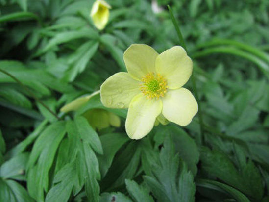 Picture of Anemone siemanii