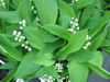 Picture of Convallaria majalis