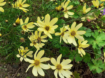 Picture of Coreopsis verticillata 'Moonbeam'