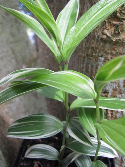 Picture of Disporum sessile 'Variegatum'