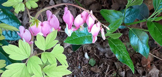 Picture of Dicentra spectabilis Goldheart Pink