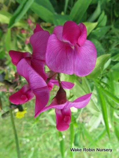 Picture of Lathrys latifolius 'Red Pearl'