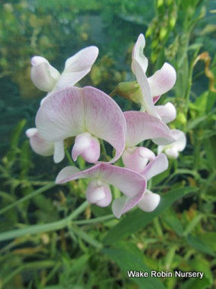 Picture of Lathrys latifolius 'Pink Pearl'