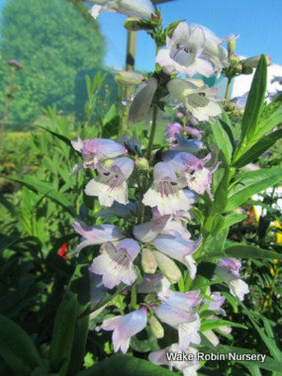 Picture of Penstemon 'Stapleford Gem'