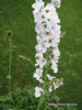 Picture of Francoa appendiculata 'White Bouquet'