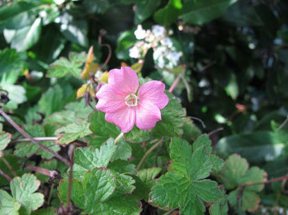 Picture of Geranium endresii