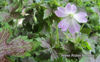 Picture of Geranium 'Katherine Adele'