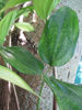 Picture of Disporopsis omeiensis