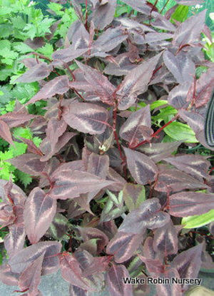 Picture of Persicaria microcephala 'Red Dragon'