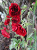 Picture of Potentilla Double Red