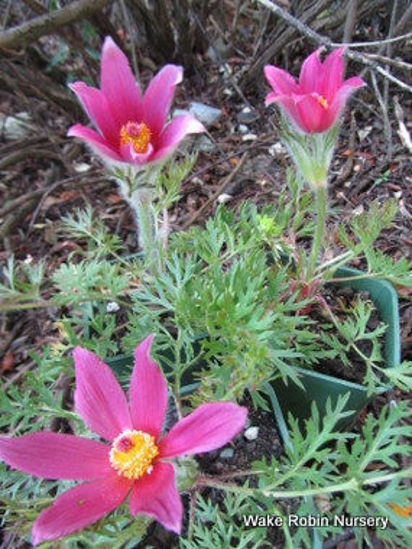 Picture of Pulsatilla vulgaris 'Rose Bells'