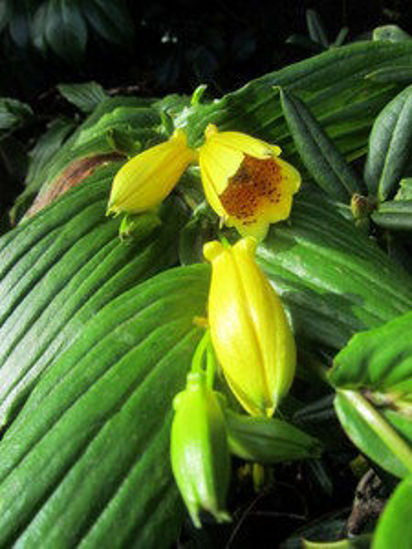 Picture of Tricyrtis macrantha