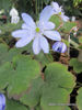 Picture of Hepatica transsilvanica