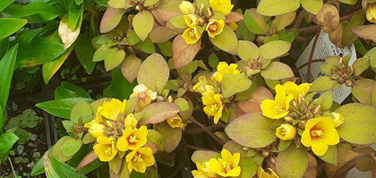 Picture of Lysimachia congestiflora