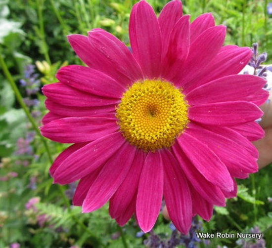 Picture of Tanacetum  coccineum 'Robinson's Red'