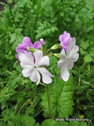 Picture of Primula sieboldii Silver/Pink