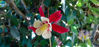 Picture of Aquilegia Crystal Star Red