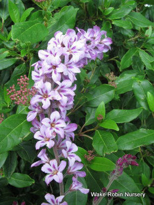 Picture of Francoa appendiculata 'Pink Bouquet'