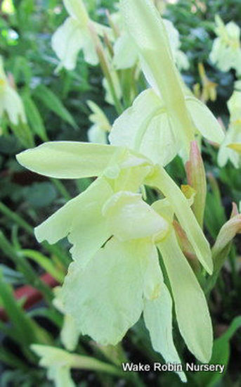 Picture of Roscoea caulteyoides