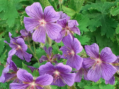 Picture of Geranium x magnificum