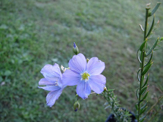 Picture of Linum perenne