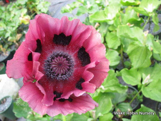 Picture of Papaver orientalis 'Patty's Plum'
