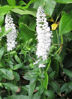 Picture of Veronica spicata alba