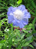 Picture of Scabiosa caucasica 'Blue Mountain'