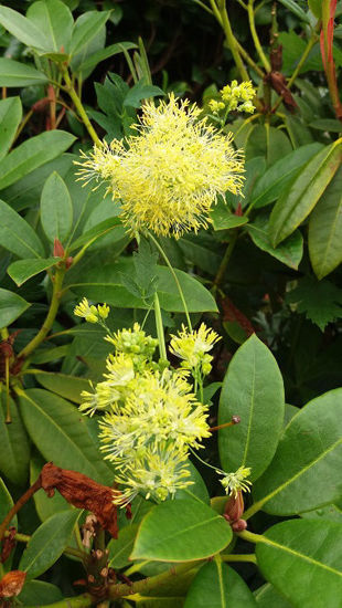 Picture of Thalictrum flavum