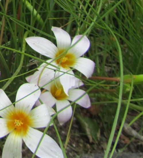 Picture of Romulea white, yellow eye