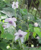Picture of Anemonopsis macrophylla mixed varieties