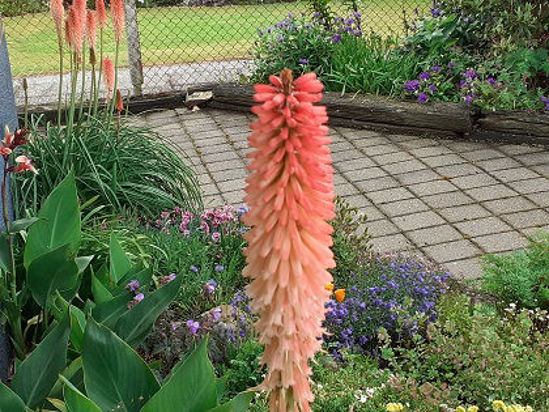 Picture of Kniphofia 'Timothy'