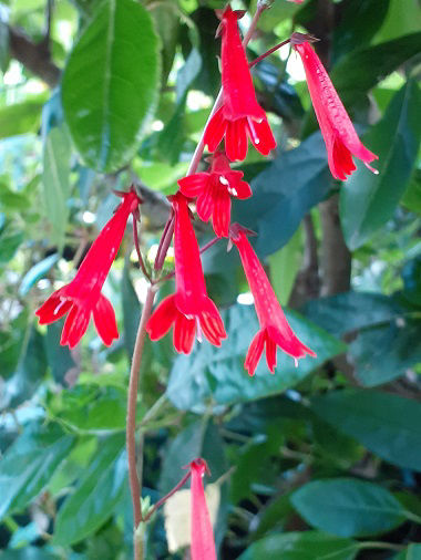 Ourisia coccinea Wake Robin Nursery