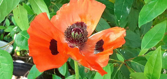 Picture of Papaver orientale 'Prince Charming'