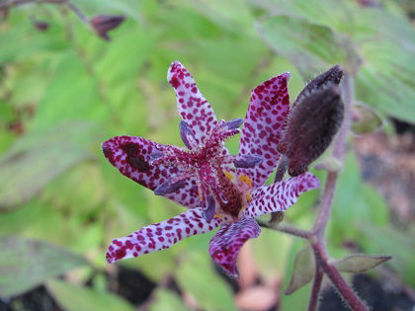 Picture of Tricyrtis formosana White and deep cerise/maroon