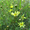 Picture of Coreopsis verticillata 'Moonbeam' - 5 pieces